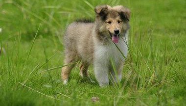 萌宠权威机构认证犬舍 专业培育苏牧幼犬签订协议包细小犬瘟热